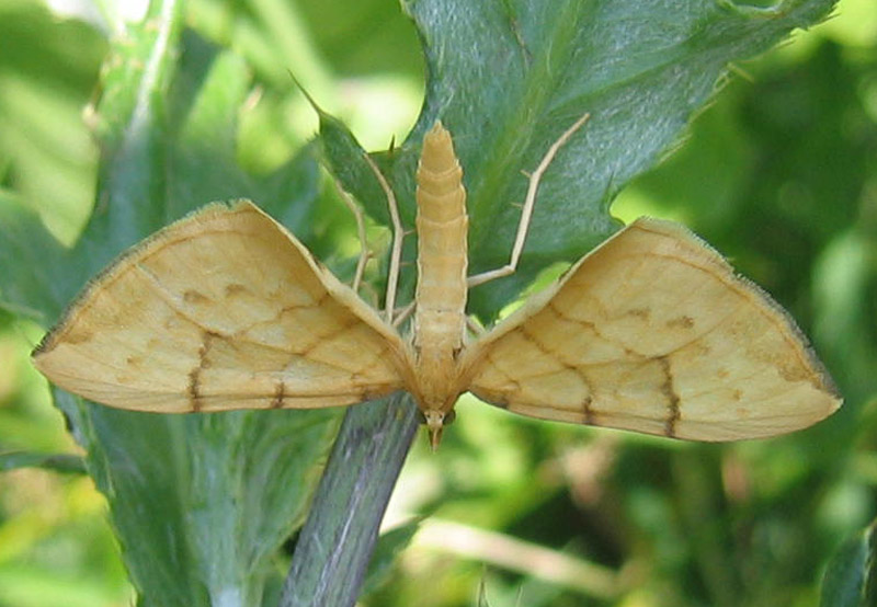 Gandaritis pyraliata - Geometridae........dal Trentino