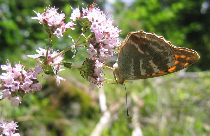 Argynnis paphia (f.) e forma valesina - Nymphalidae....(TN)