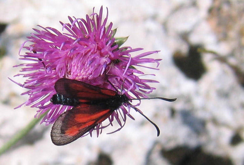 Zygaena romeo o Zygaena osterodensis ?