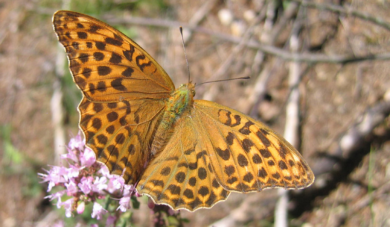 Argynnis paphia (f.) e forma valesina - Nymphalidae....(TN)