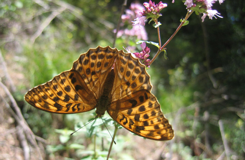 Argynnis paphia (f.) e forma valesina - Nymphalidae....(TN)