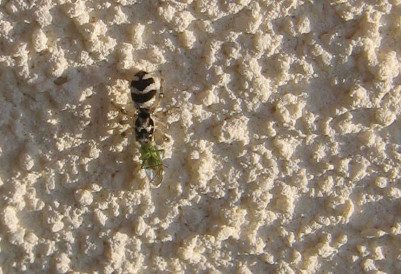 Salticus scenicus