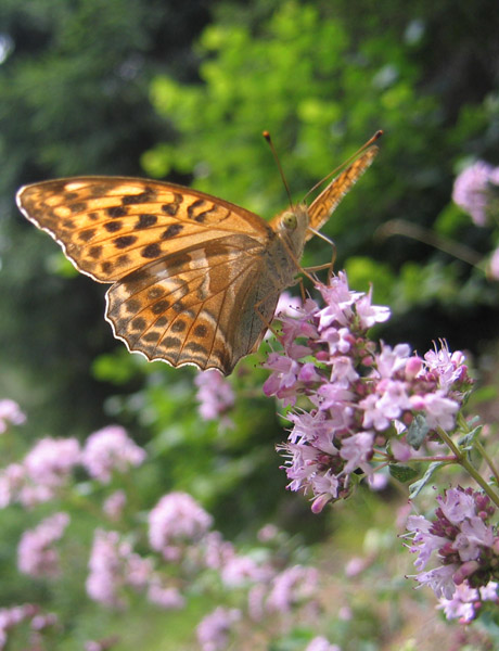 Argynnis paphia (f.) e forma valesina - Nymphalidae....(TN)