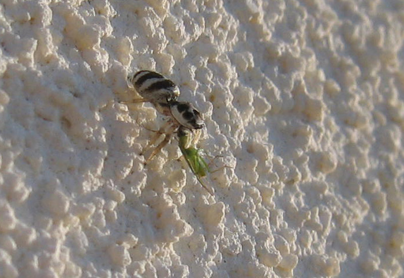 Salticus scenicus