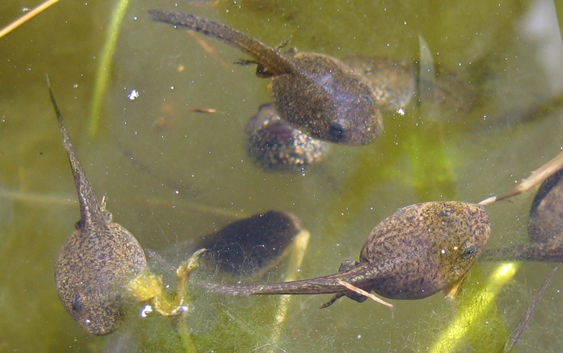 da determinare..... - girini di Rana temporaria