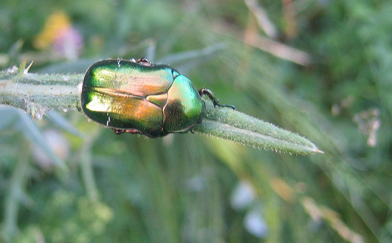 Cetonia aurata pisana su cardo
