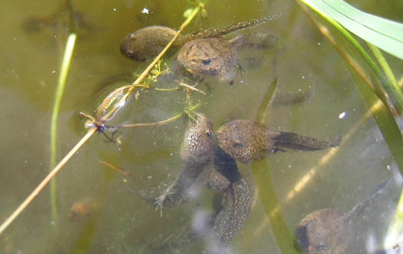 da determinare..... - girini di Rana temporaria