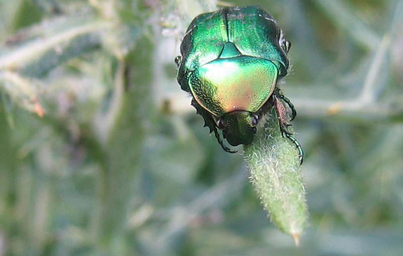 Cetonia aurata pisana su cardo