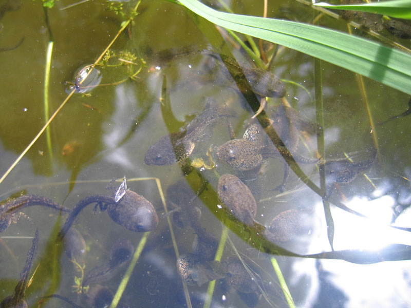 da determinare..... - girini di Rana temporaria