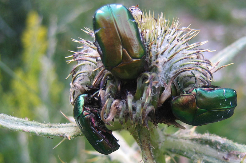 Cetonia aurata pisana su cardo