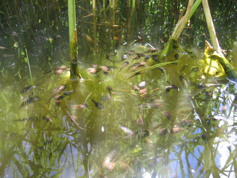 da determinare..... - girini di Rana temporaria
