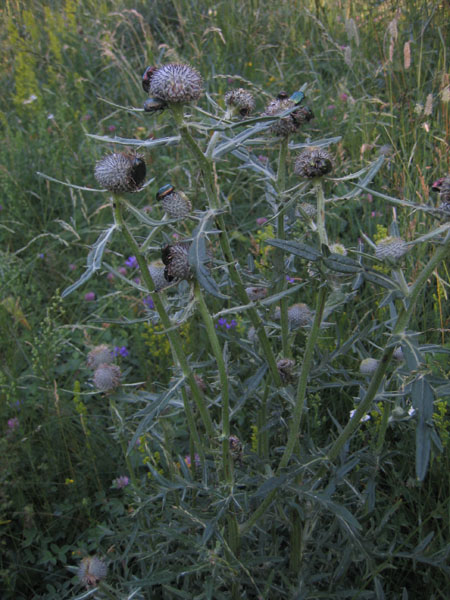 Cetonia aurata pisana su cardo