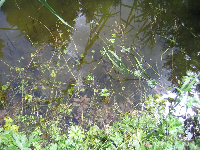 da determinare..... - girini di Rana temporaria
