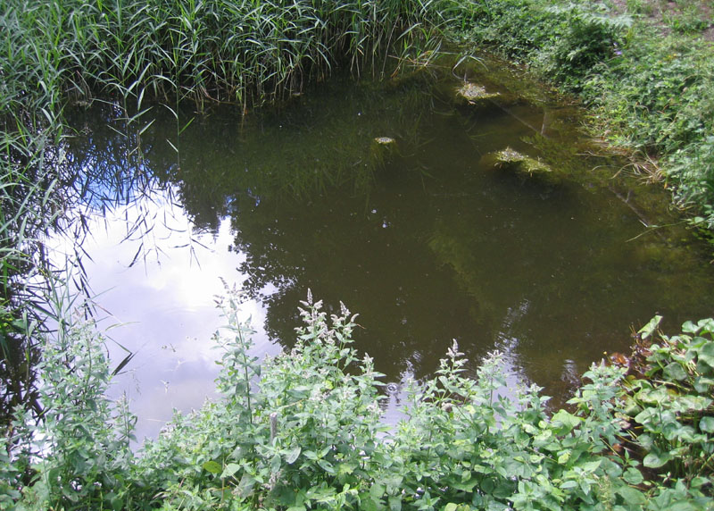 da determinare..... - girini di Rana temporaria