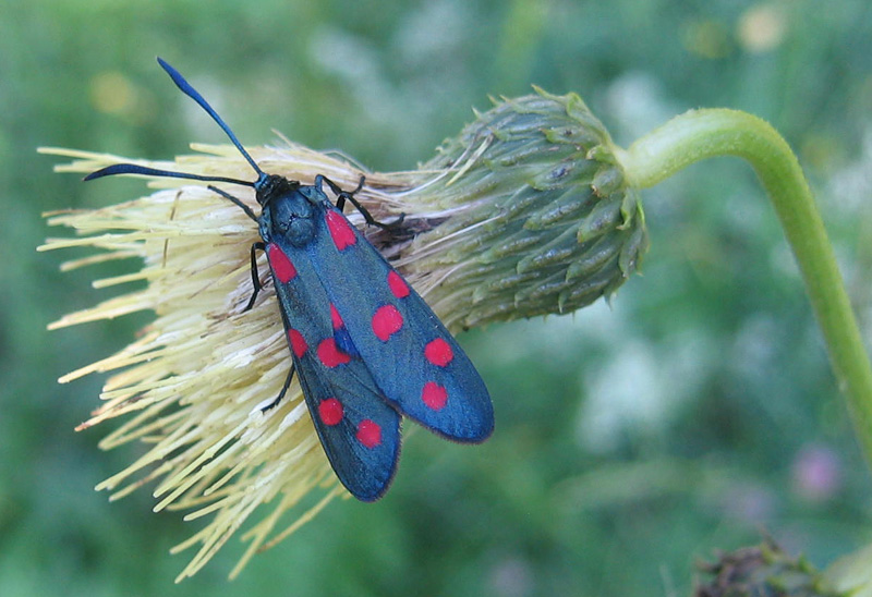 Zygaena  transalpina - Zygaenidae...........dal Trentino