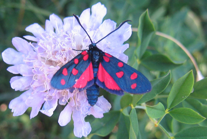 Zygaena  transalpina - Zygaenidae...........dal Trentino