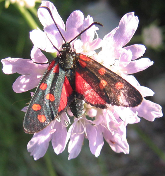 Zygaena  transalpina - Zygaenidae........dal Trentino