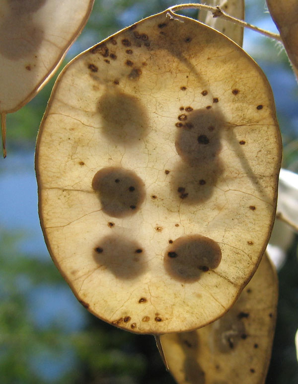Lunaria annua