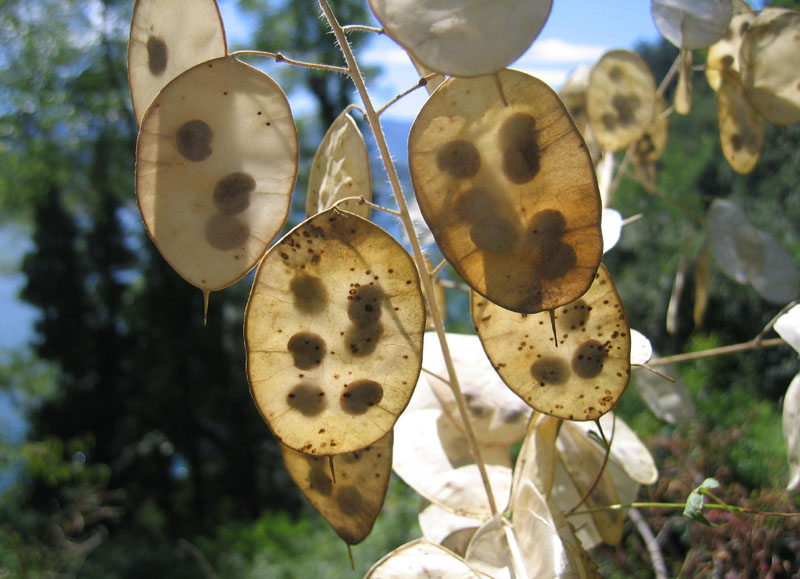 Lunaria annua
