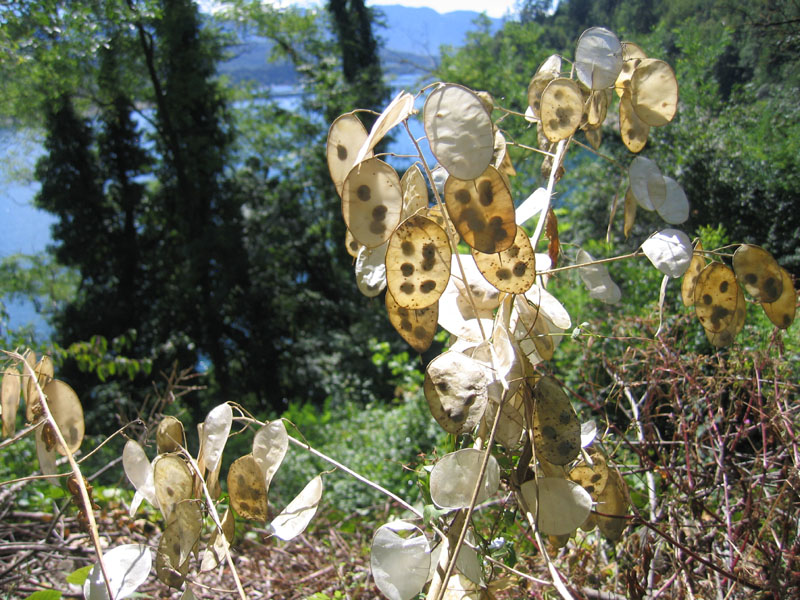 Lunaria annua