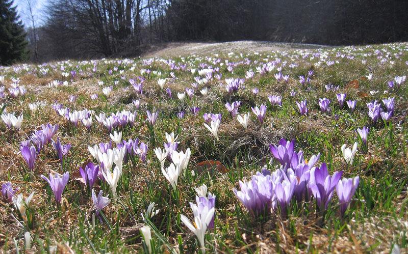 Crocus vernus .....con habitat