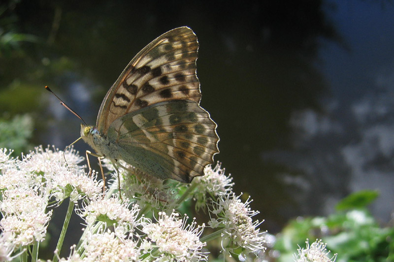 Argynnis paphia (f.) e forma valesina - Nymphalidae....(TN)