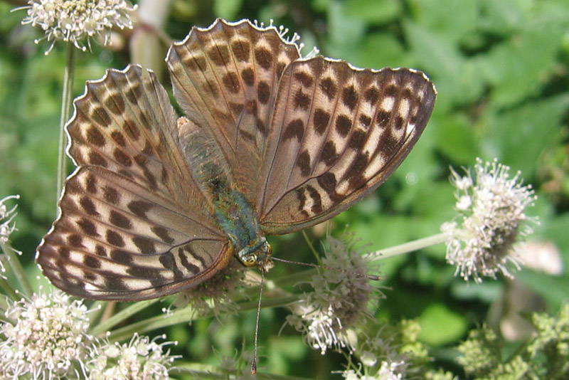 Argynnis paphia (f.) e forma valesina - Nymphalidae....(TN)