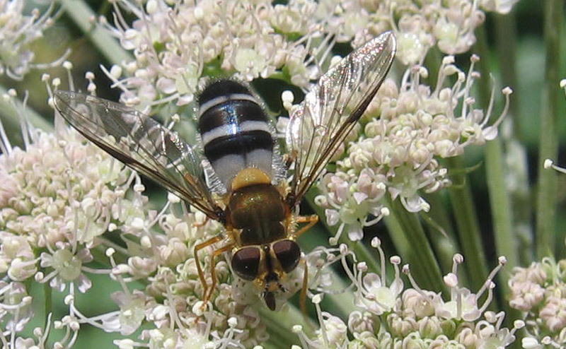 Leucozona glaucia ♀ (Syrphidae)