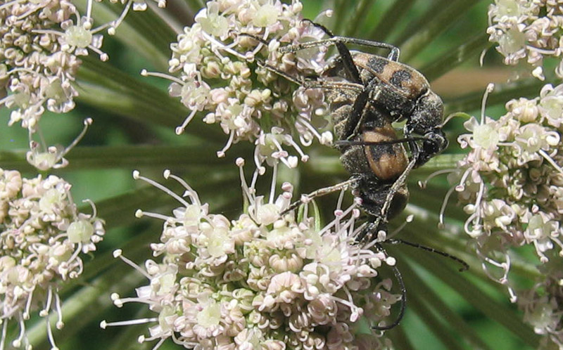 da determinare.......Pachytodes cerambyciformis