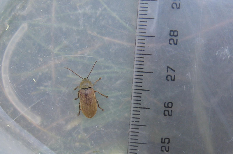 Dascillus sp.