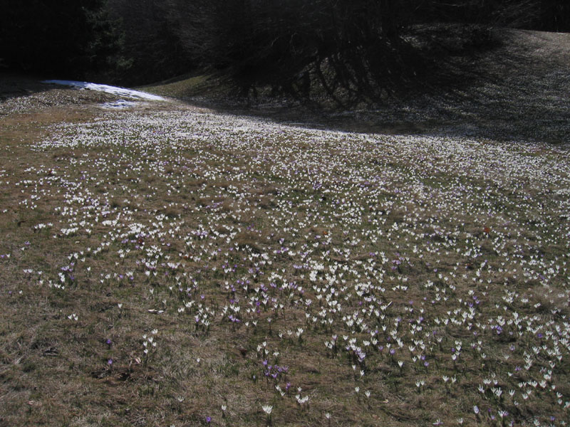 Crocus vernus .....con habitat