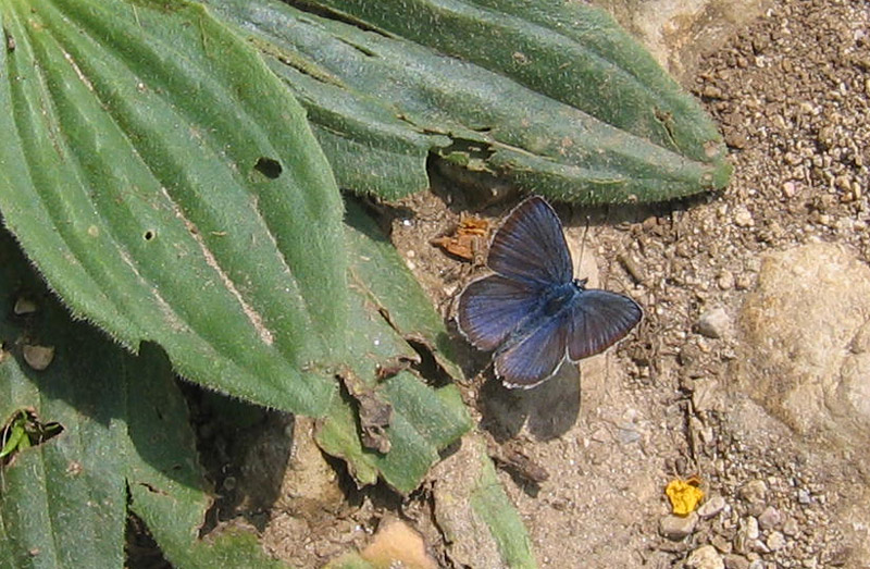 Plebejus sp. e Polyommatus icarus - Lycaenidae......TN