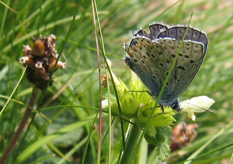 Plebejus sp. e Polyommatus icarus - Lycaenidae......TN