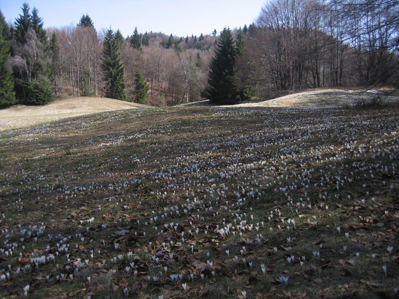 Crocus vernus .....con habitat