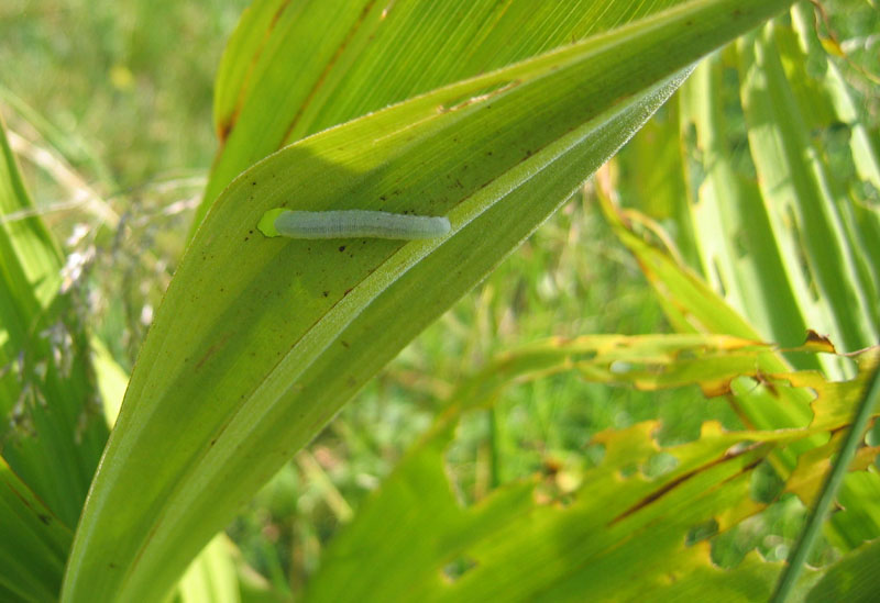 bruco di Imenottero Symphyta