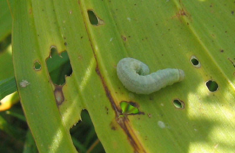 bruco di Imenottero Symphyta