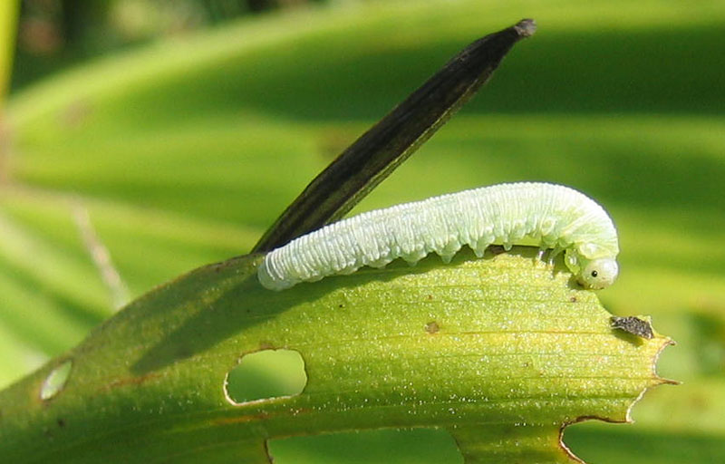 bruco di Imenottero Symphyta