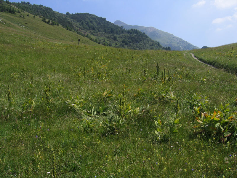 bruco di Imenottero Symphyta