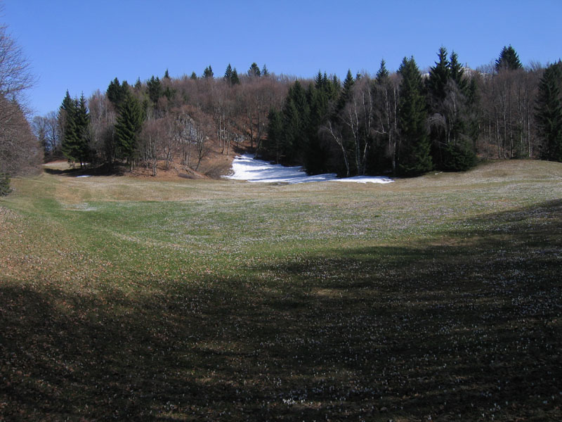 Crocus vernus .....con habitat