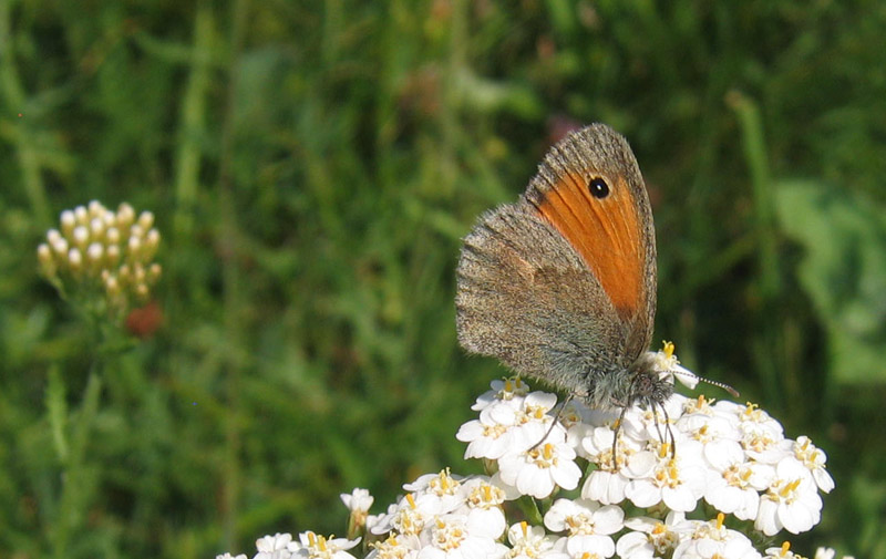 Coenonympha pamphilus - Nymphalidae Satyrinae......(TN)
