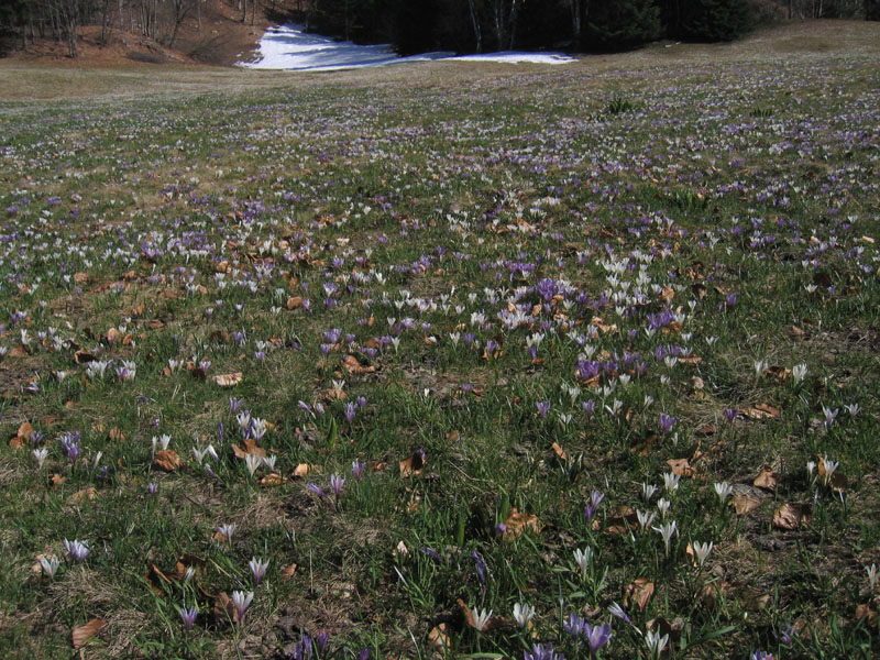 Crocus vernus .....con habitat