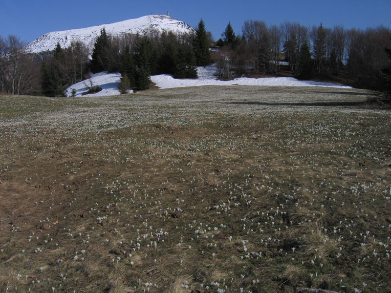 Crocus vernus .....con habitat