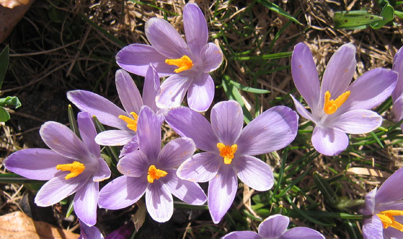 Crocus vernus .....con habitat