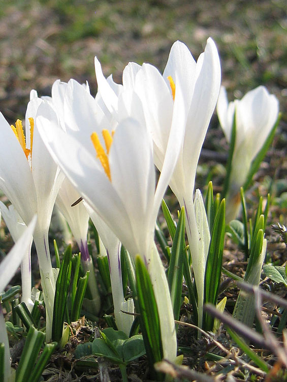 Crocus vernus .....con habitat