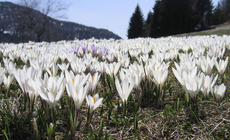 Crocus vernus .....con habitat