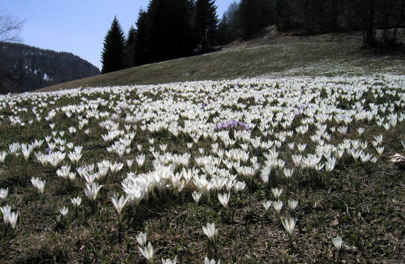 Crocus vernus .....con habitat