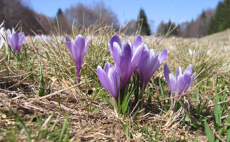 Crocus vernus .....con habitat