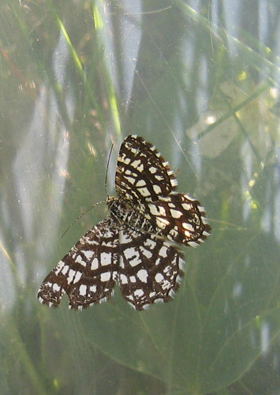 Chiasmia clathrata - Geometridae.........dal Trentino