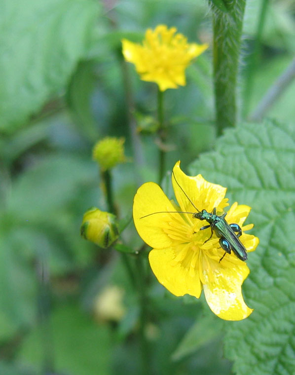 maschio di  Oedemera nobilis