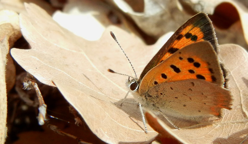 Lycaena phlaeas - Lycaenidae....dalla Valle d''Aosta